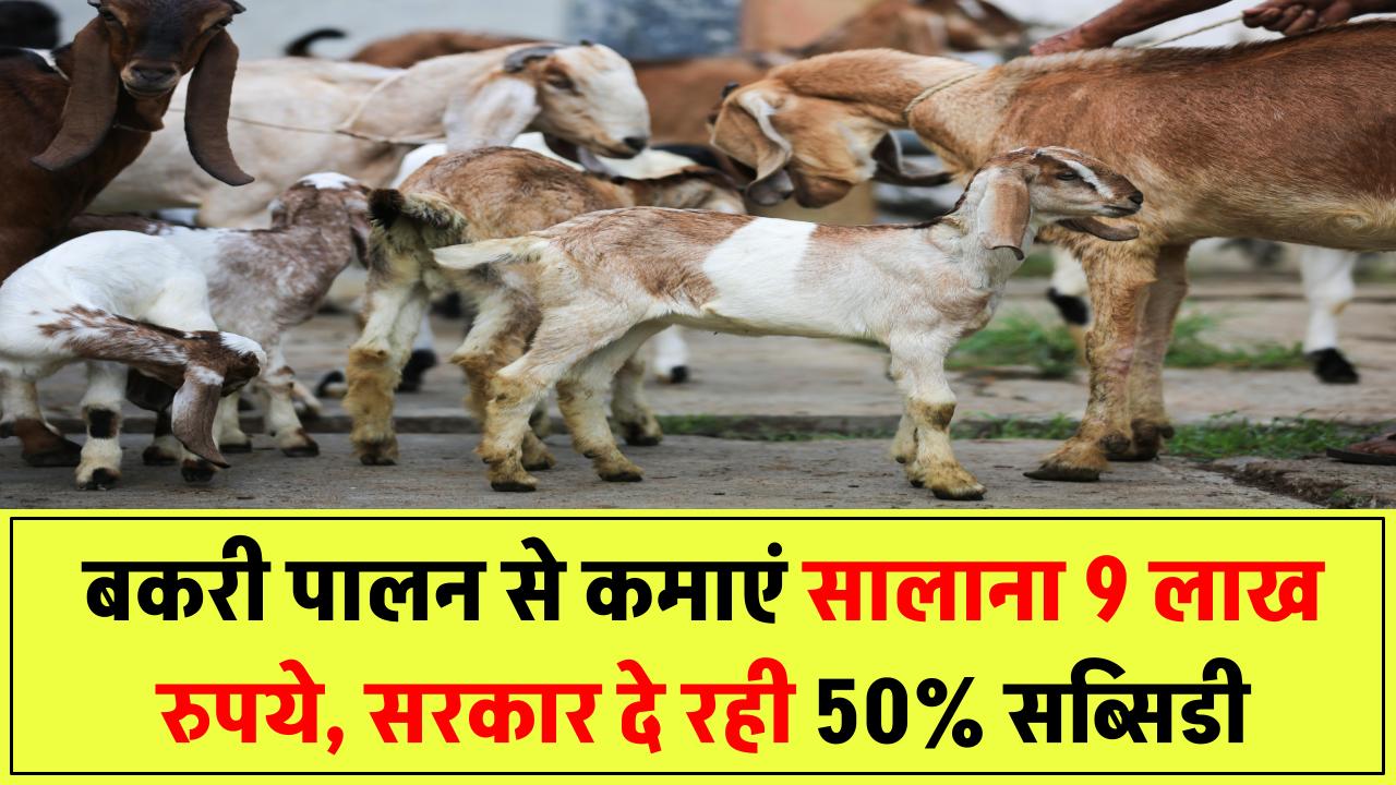 बकरी पालन से कमाएं सालाना 9 लाख रुपये, सरकार दे रही 50% सब्सिडी और ट्रेनिंग का लाभ