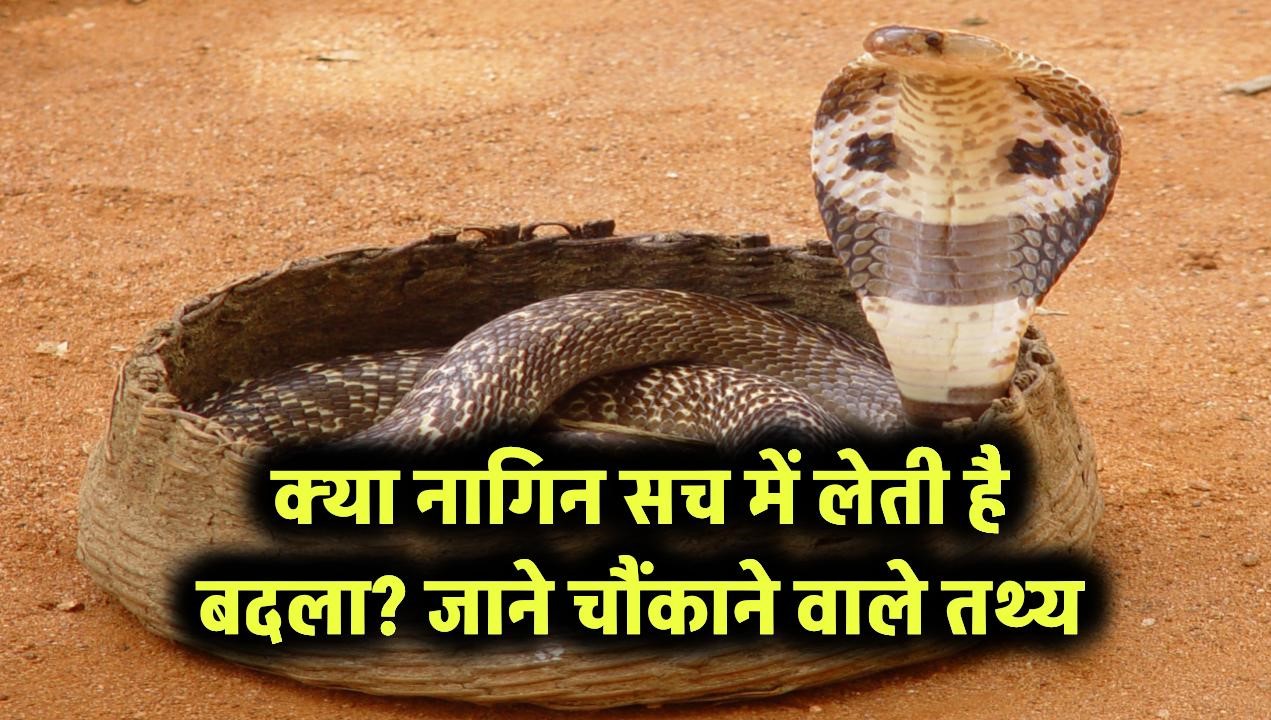 क्या नागिन सच में लेती है बदला? जानिए चौंकाने वाले तथ्य