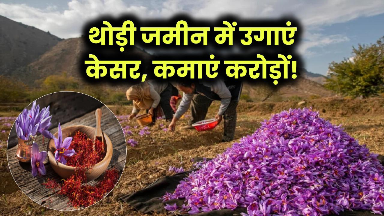 थोड़ी जमीन में उगाएं केसर, कमाएं करोड़ों!